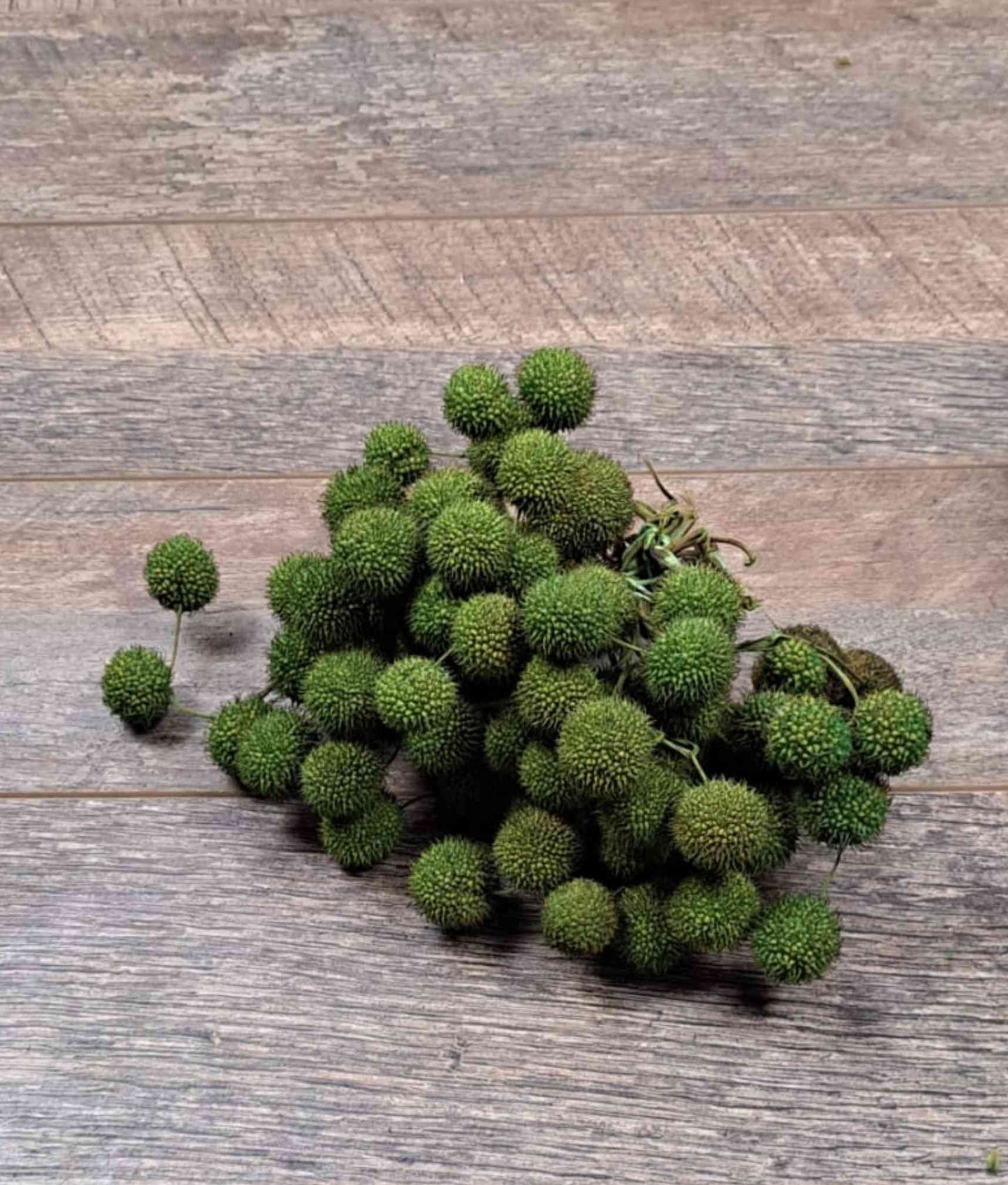 Platan Balls, Billy Balls, Woollyheads, Craspedia - Green