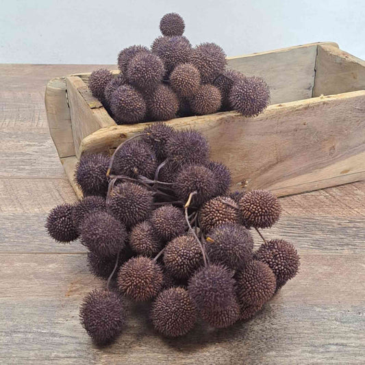 Platan Balls, Billy Balls, Woollyheads, Craspedia