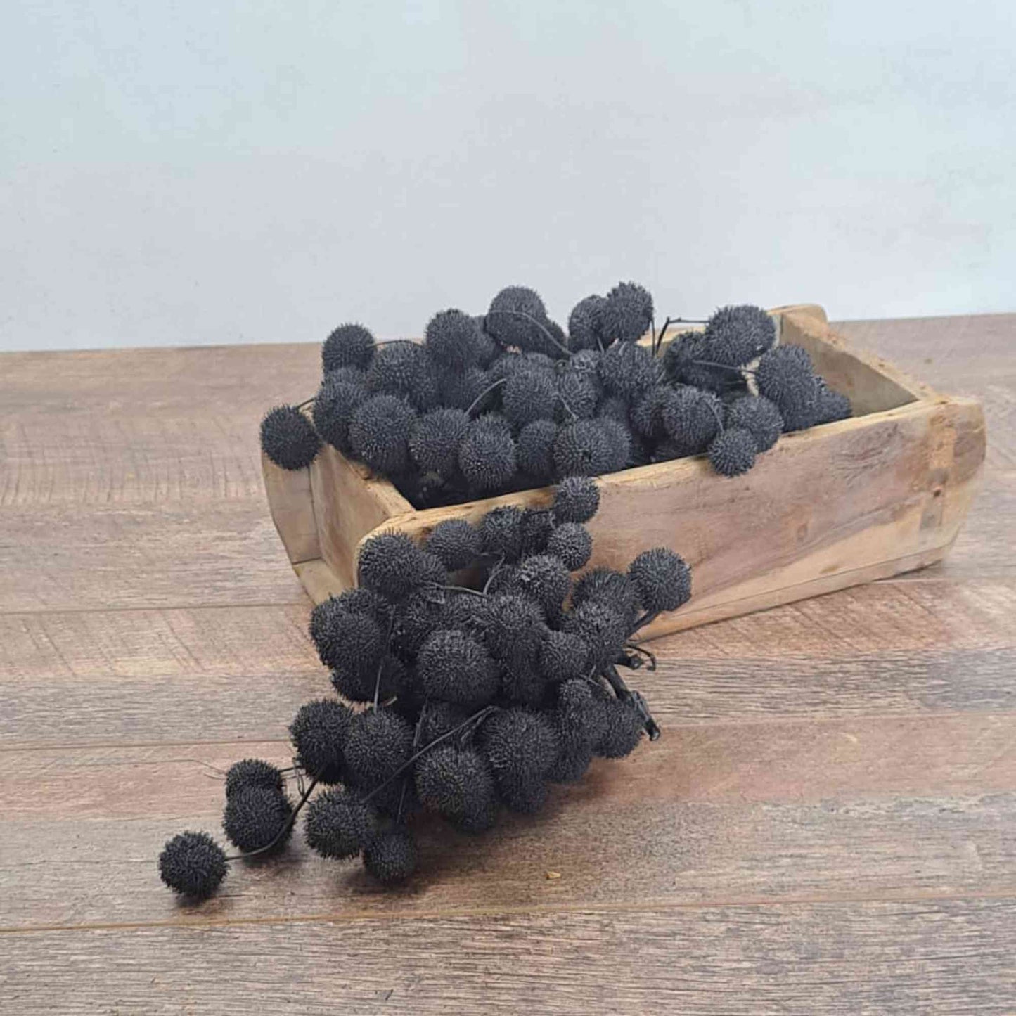 Platan Balls, Billy Balls, Woollyheads, Craspedia - Black