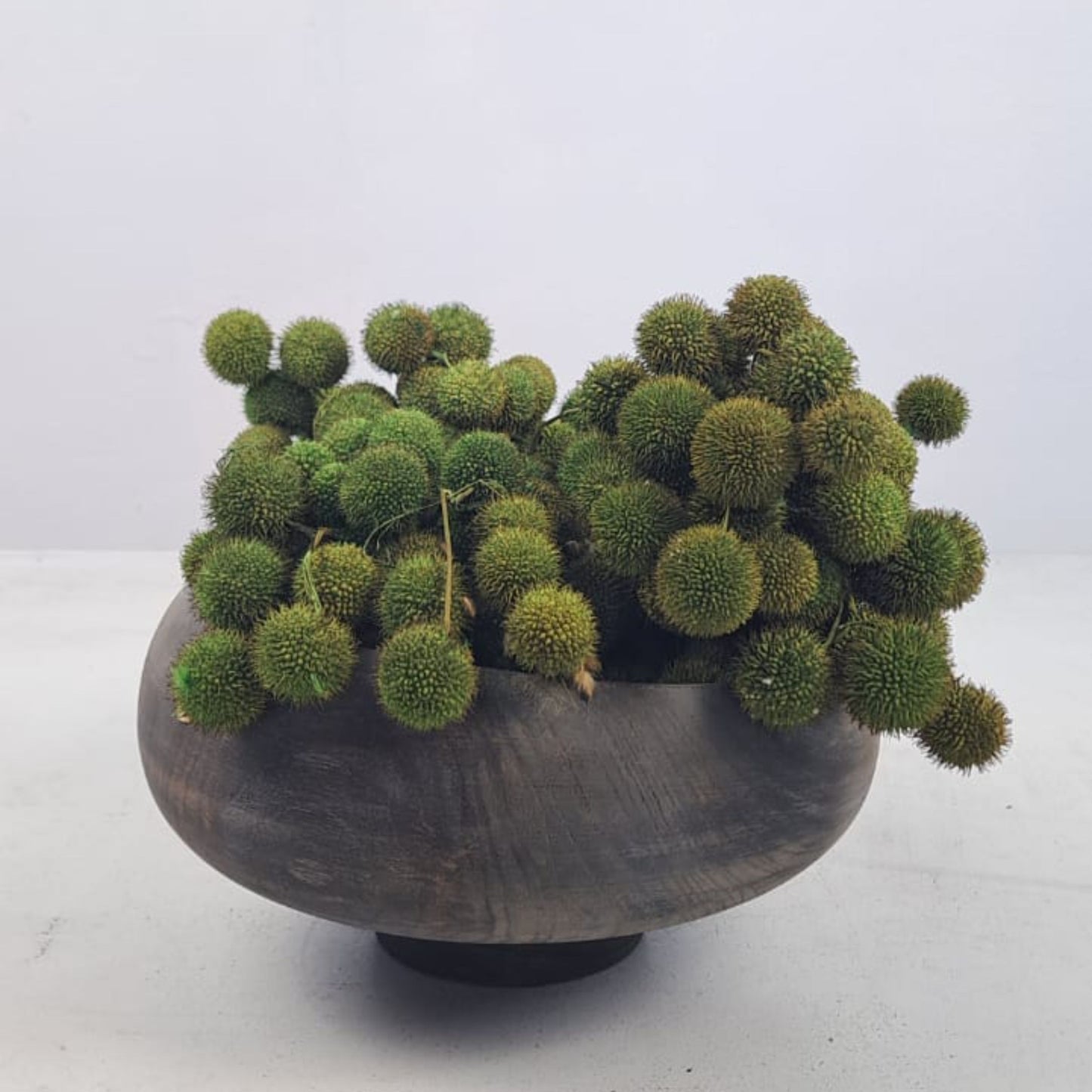 Platan Balls, Billy Balls, Woollyheads, Craspedia - Green